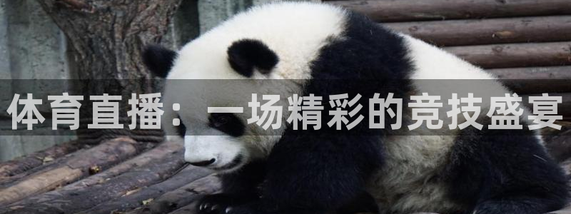 体育直播：一场精彩的竞技盛宴