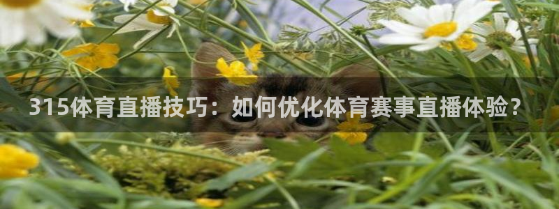 315体育直播技巧：如何优化体育赛事直播体验？
