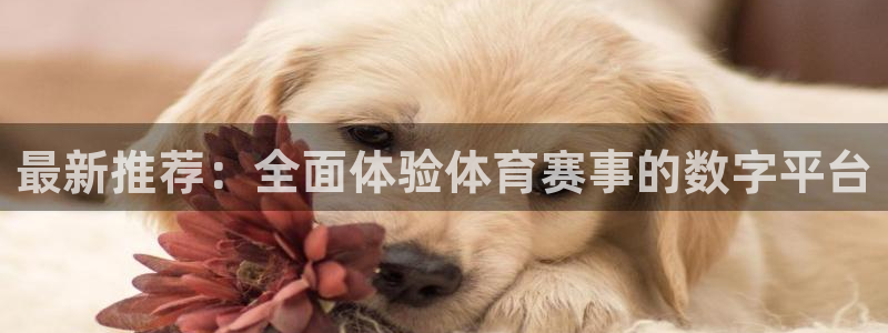 最新推荐：全面体验体育赛事的数字平台
